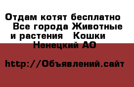 Отдам котят бесплатно  - Все города Животные и растения » Кошки   . Ненецкий АО